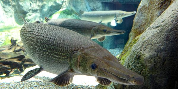 Reverse Engineering of the Alligator Gar Fish's Boney Scale: The Confluence of Mineralogy-Biology-Engineering